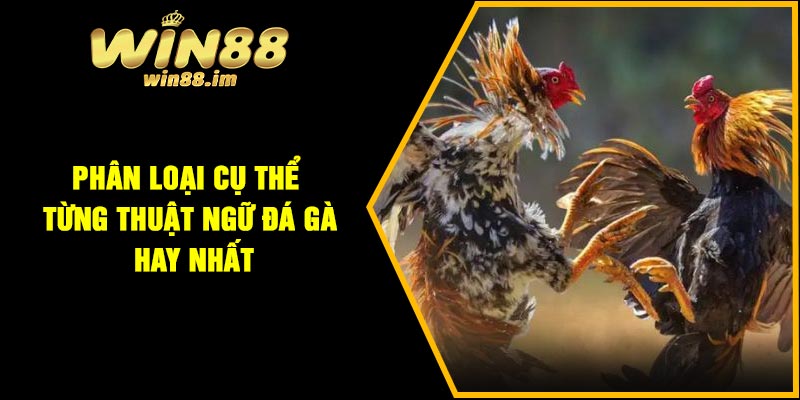 Phân loại cụ thể từng thuật ngữ đá gà hay nhất