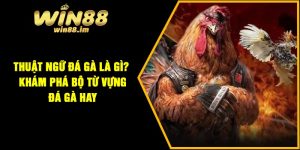 Thuật Ngữ Đá Gà Là Gì? Khám Phá Bộ Từ Vựng Đá Gà Hay