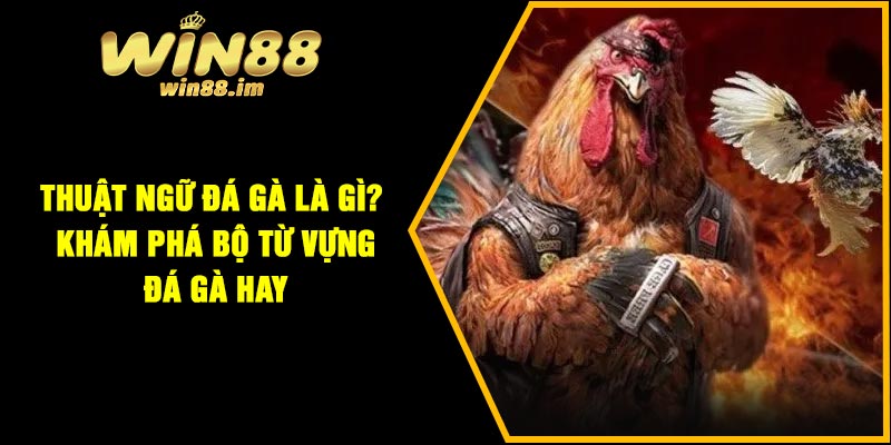 Thuật Ngữ Đá Gà Là Gì? Khám Phá Bộ Từ Vựng Đá Gà Hay