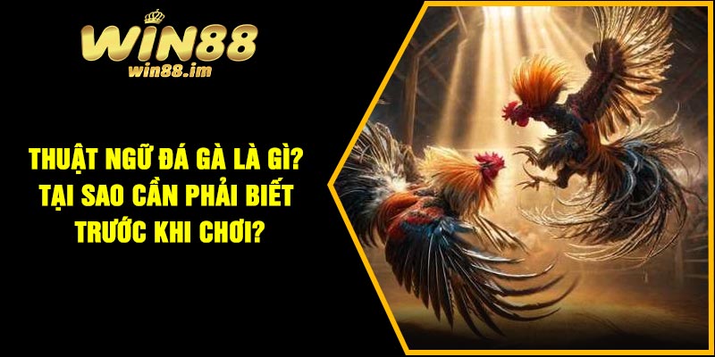 Thuật ngữ đá gà là gì? Tại sao cần phải biết trước khi chơi?