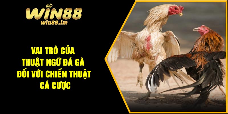 Vai trò của thuật ngữ đá gà đối với chiến thuật cá cược